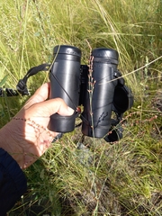 Polygonum argyrocoleon