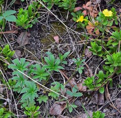 Potentilla pulcherrima