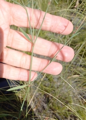 Polygonum argyrocoleon