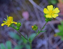 Potentilla pulcherrima