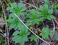 Potentilla pulcherrima