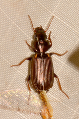 Apenes lucidula