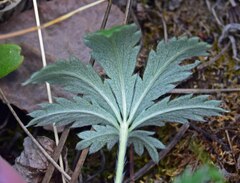 Potentilla pulcherrima