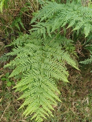 Pteris dentata