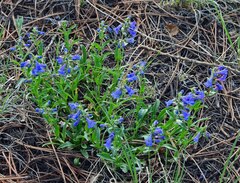Penstemon virens