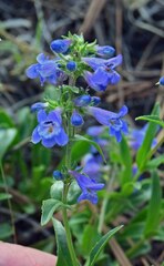 Penstemon virens