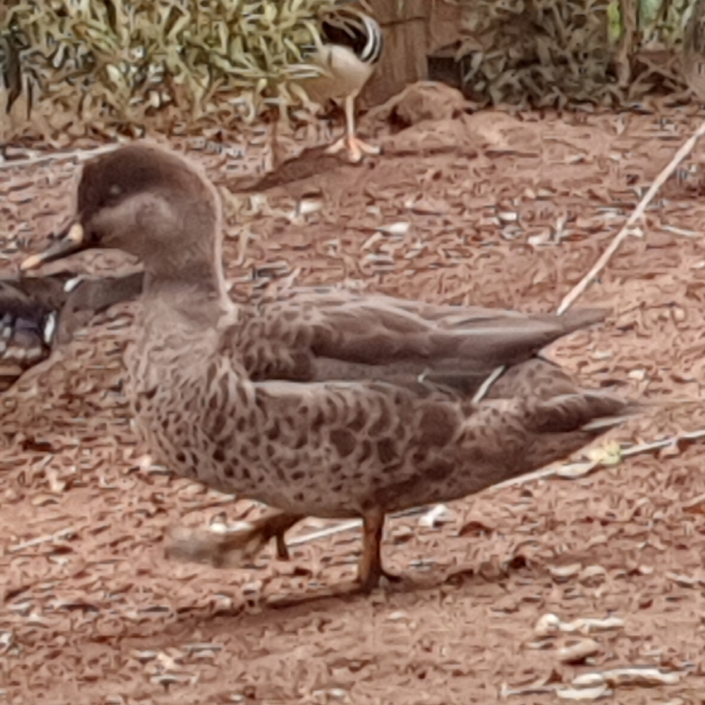 Yellow-billed Duck × Red-crested Pochard