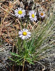 Erigeron vetensis