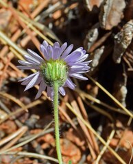 Erigeron vetensis