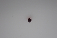 Insecta