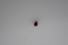 Insecta