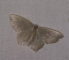 Chloropteryx tepperaria