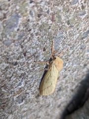 Hepialus humuli