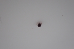 Insecta
