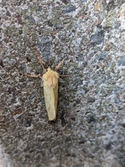 Hepialus humuli