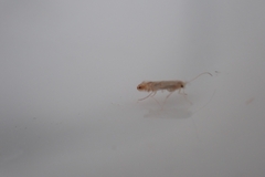 Insecta