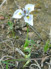 Moraea fergusoniae