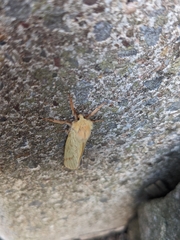 Hepialus humuli