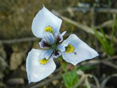 Moraea fergusoniae
