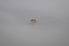 Insecta