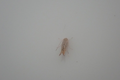 Insecta
