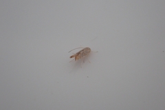 Insecta