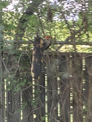 Melanerpes carolinus