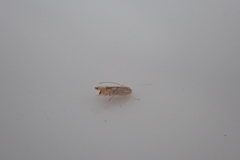 Insecta