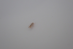 Insecta
