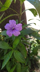 Ruellia jimulcensis
