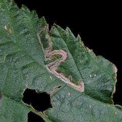 Stigmella splendidissimella