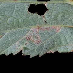 Stigmella splendidissimella