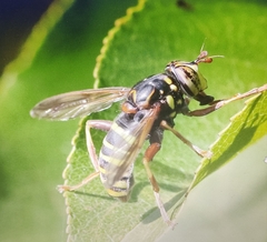 Spilomyia diophthalma