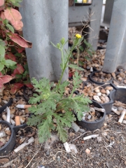 Senecio viscosus