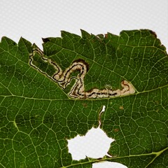 Stigmella splendidissimella