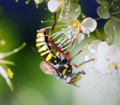 Spilomyia diophthalma