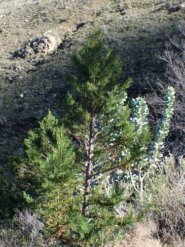 Image of Clanwilliam Cedar (Widdringtonia cedarbergensis) by (c) Ren Hoekstra, some rights reserved (CC BY)
