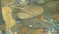 Fistularia tabacaria