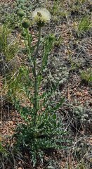 Cirsium canescens