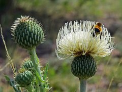 Cirsium canescens