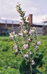 Isoglossa multinervis