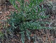 Cirsium canescens
