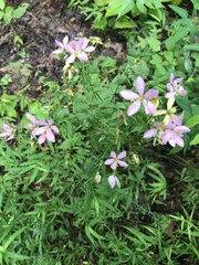 Sabatia angularis