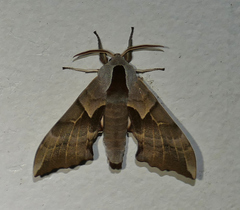 Smerinthus saliceti