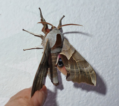 Smerinthus saliceti