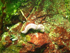 Pisaster ochraceus
