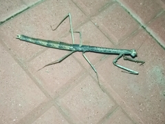 Danuria thunbergi