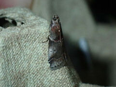 Acrobasis advenella
