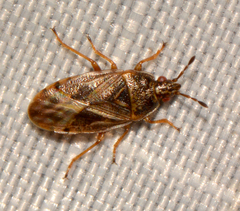 Chilacis typhae