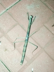 Danuria thunbergi